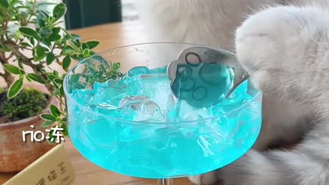 Chef Cat Cooking: Yummy Drinks Compilation!