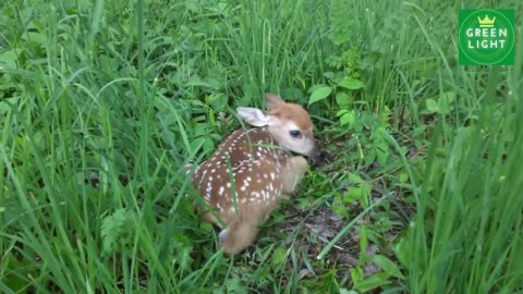 Cutest babies of the animal kingdom