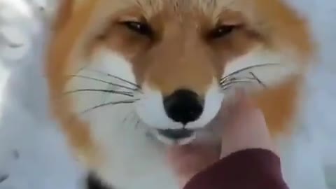 Pet the Fox