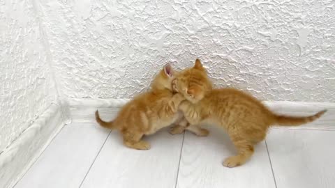 Kitten fight