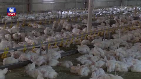 Two types of viruses have killed 10,000 chickens on a poultry farm