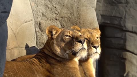 New Lion Hagenbeck Yawn Big Cat Sun Panthera Leo Rock Saffary 2021