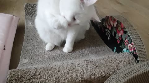 Cats playing with their own hairballs, suddenly bewildered by the disappearance of their hairballs