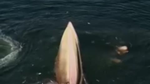 incredible c whale feeding spectacular video