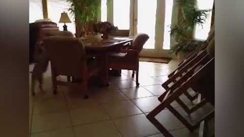 Clever Dog Jumps Over Counter To Get To The Kitchen