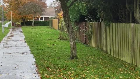 Autumn American fall First of Nov 2023 leaves fall off trees Westhill