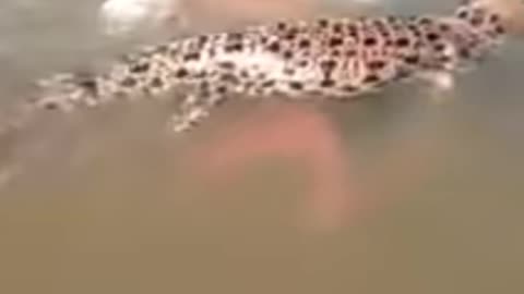 little boy bathing in river with crocodile