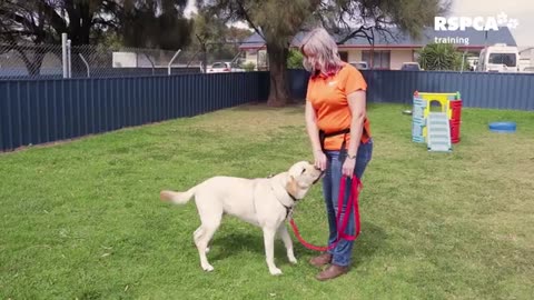 Dog training