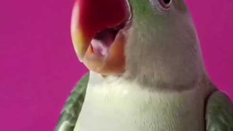 Funny Parrots