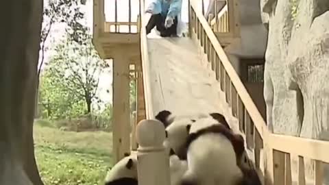 Pandas playing on a slide! (CUTE!)