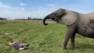 elephant hitting a dwarf