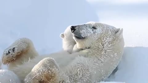 What a lovely scene the mother bear plays with her cubs