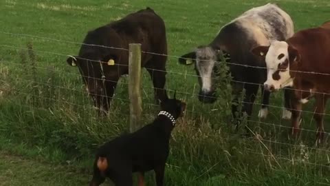 Doberman meets curious cows, ecstatic for new friendship