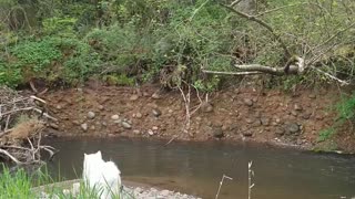 Some relaxing creek sounds and superstar Simba