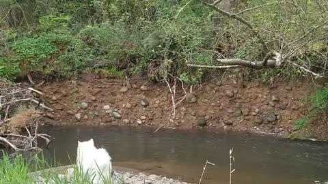 Some relaxing creek sounds and superstar Simba