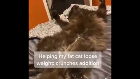 Funny cats Moments 🐱🥰