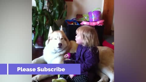 2020 funny dog videos funny dogs compilation funny cats compilation 2020