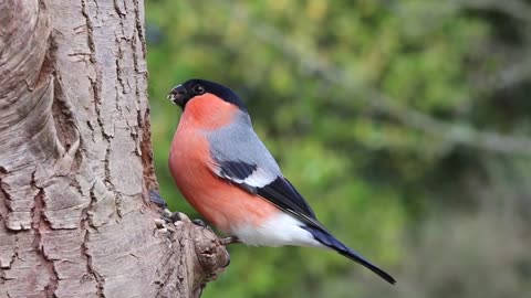 Bullfinch male bird 🐦 Video