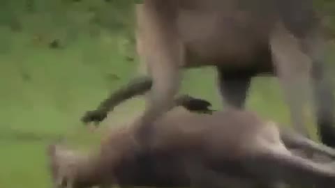 kangaroo fighting