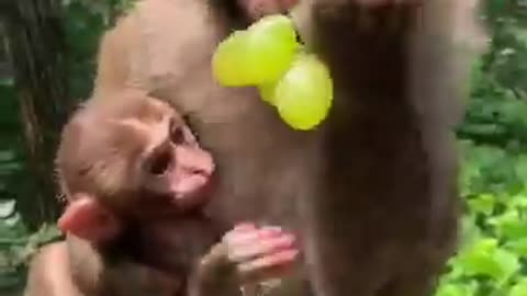 Feeding Monkey Video, Grape #3