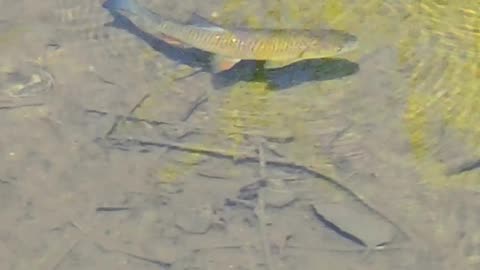 A fish in the river / a beautiful chub in clear water.