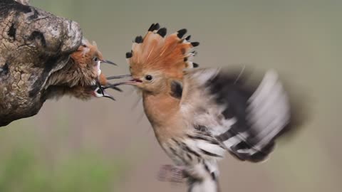 Feeding Time for Fledglings