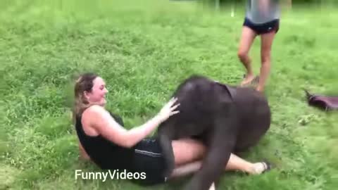 man women with funny animals