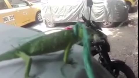 Jóvenes amarran una iguana y la obligan a fumar marihuana en Bucaramanga