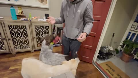 Dogs can't contain excitement after reuniting with Dad