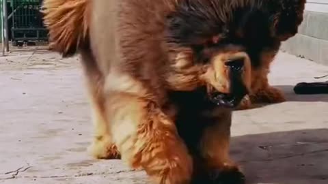 Tibetan Mastiff