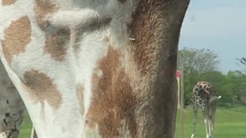 "Giraffe's Spa Day: A Car Wash Adventure"