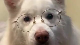 Dog glasses