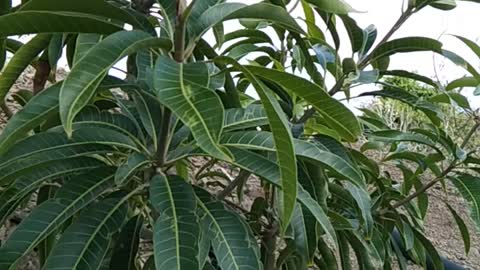 Mangoes trees