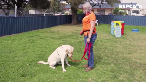 FREE DOG TRAINING SERIES part 1 how to teach your dog to sit and drop