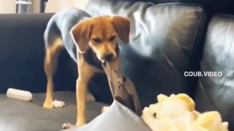 "Epic Troll: Hilarious Dog Prank Gone Wrong with Leather Cuisine!"