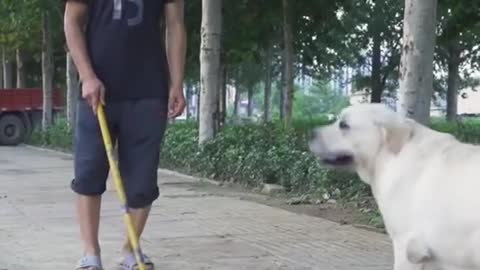 DOG SAVE BLIND MAN LIFE