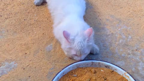 The cat is playing in the sand