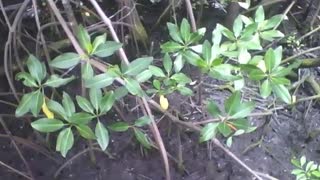 Filmando o mangue no museu de ciências, não vi caranguejos lá [Nature & Animals]