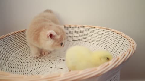 Kittens walk with a tiny chicken