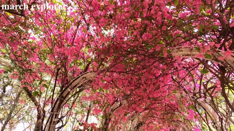 元州邨30米長簕杜鵑花隧道 30m bougainvillea tunnel＠Un Chau Estate, mhp1236, Mar 2021