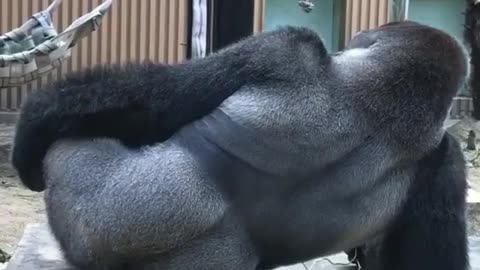 Gorilla being sus