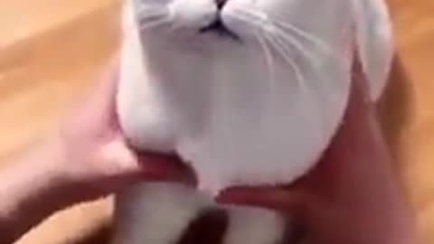 Funny cat