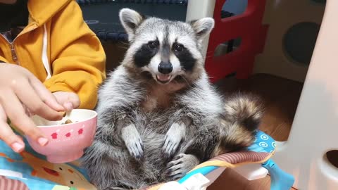 Pet raccoon gets hand fed like a baby