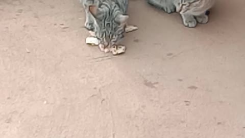 Two cute cat eating chapatis when front face. Cute cat funny video.