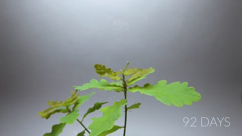 984 days in 8 minutes - Growing Plants Time-lapse Compilation