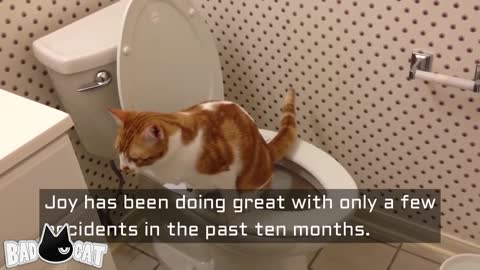 (Step by step) cat toilet training