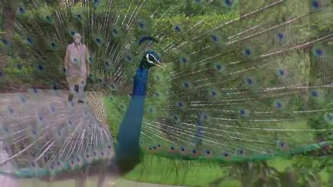 Precious moments: India PM Modi feeding peacocks at his residence