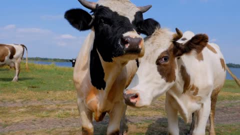 Two curious cows with wet noses staring at camera