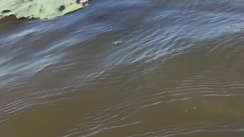 Peaceful kayak trip, Gantt, Alabama, US September 2023