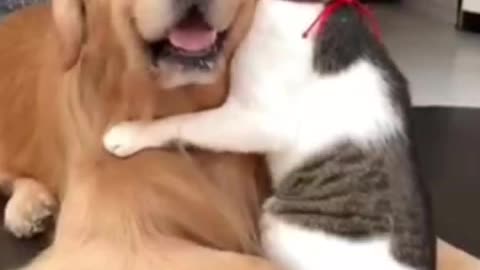 Cute Cat Hug a Dog